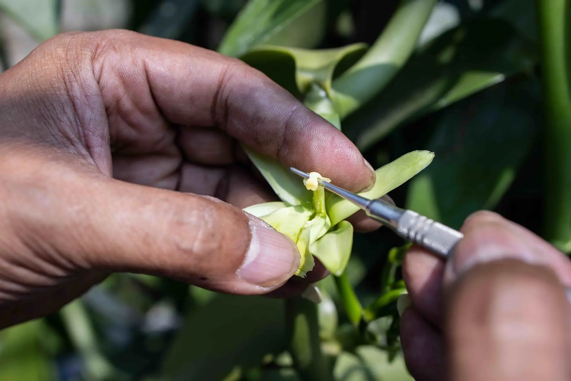 Lauzéa - Fleurs tropicales et chocolats